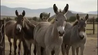 Hoofprints in the Sand: Dasert Donkey's Desert Escapades || Donkey's Race