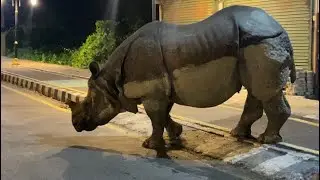 Rhino walking in the street of Sauraha @ Chitwan National Park 