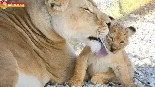 Мама Лейла и ее разноцветные львята! Тайган. Mom Leila and her multi-colored lion cubs! Taigan.