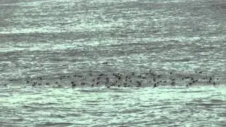 Wilson's Storm-Petrel - Oceanites oceanicus