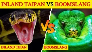 Inland Taipan vs Boomslang - किसकी होगी जीत? | Who Is More Powerful: Inland Taipan VS Boomslang?