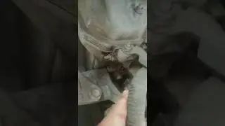 TOYOTA WISH - ENJIN TIBA2 MATI MASA DRIVE 🆘