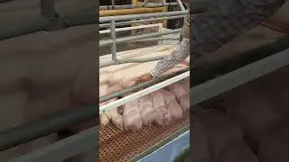 Alberta Pork at Calgary Stampede 2025 #calgarystampede #india