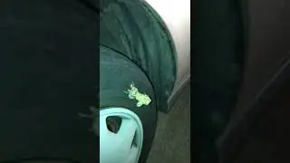 Catching a #Cicada hatch out the shell (#Transformation)