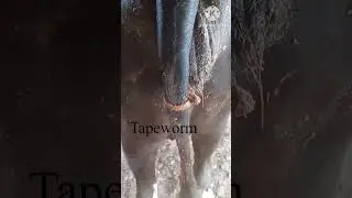 Eliminate Tapeworms: Quick Treatment Tips for Cattle!