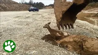 Deer rescued from muddy nightmare