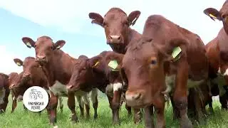 Farmárska revue - Zavlažovací Systém, Kravy na Liptove, Zimné Jablká