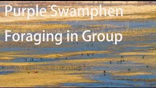 Birds, Birding in China, 8 Minutes of Purple Swamphen (Porphyrio poliocephalus) Foraging in Group