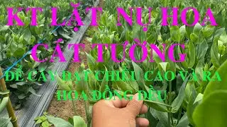 KỸ THUẬT CHĂM CÁT TƯỜNG
