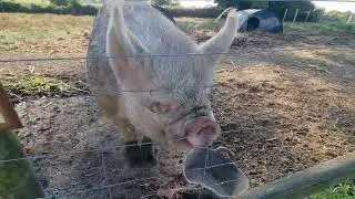 Pig Feeding for our Boar and one of his Sow