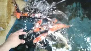 Big koi fish
