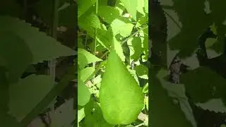17-Year cicadas in the woods near Peoria, IL - TURN UP THE SOUND