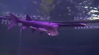 Москвариум. Рыба Веслонос (лат. Polyodon spathula).