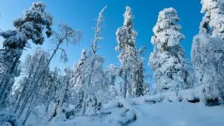 LEVI FINNISH LAPLAND SNOW WALK [5K] - Outstanding Winter Wonderland landscape - Finland