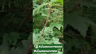 How to say Gooseberry speaking Abenaki Language💚#wabanaki #languageback  #abenaki #gooseberry #k&ocirc;wis