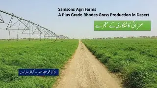 Rhodes Grass Cultivativation in Desert under Central Pivot Irrigation System ||  Samsons Agri Farms