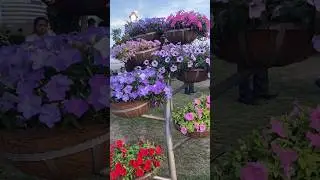 Variety of flowers in G20 flower fest *most colourful fest* 😍 #creator #youtube #youtubeshorts