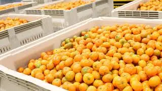 Fresh Produce Technologies Video 2