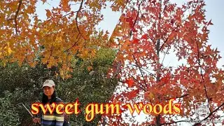 Visit to sweet gum woods