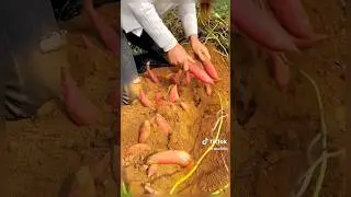 Java potato most view in tiktok #shortvideo  #tiktok