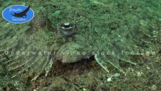 0142_Peacock flounder close up, 4K underwater video stock footage