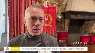 Verona, il lupo scende in pianura. Crescono le predazioni a quote basse