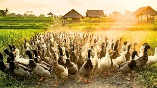 Beautiful Duck Farming: Thousands of Ducks Swimming Together| হাঁসের খামার