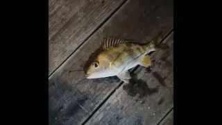 Catching Grunts, Blue Stripped or White Grunt? You decide!