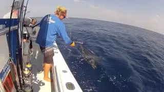 Blue Marlin Action Peak Sportfishing