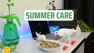 Summer Care for Birds: How to Protect Your Birds from Heat