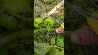 Trick ti grow tomato big size 🍅🍅 #shorts #gardening #naturalfarming