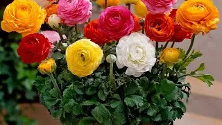 How to care flowering seedling plant and citrus trees in winter