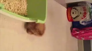 里親約１週間（保護猫ガーフィ 8）。The motion of Garfield (Garfi) is getting very quick!
