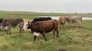 15 head of Wetbag Exposed Cows, #1208 | Cattle for sale