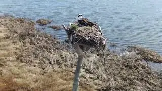Osprey on Flanders Bay