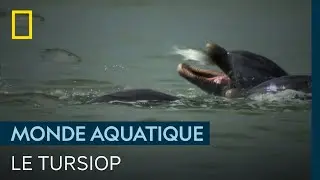 Le tursiops, un dauphin carnassier avec une technique de chasse unique