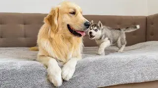 Poor Golden Retriever Attacked by Husky Puppy!!