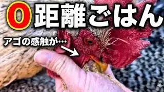 【0距離ごはん】ニワトリの「肉髯(にくぜん)」が手に当たる感触、知ってますか？