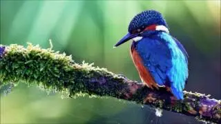 Deep & Underground House Music - Beautiful Nature (80 Minutes Mix - DJ DeeKaa)