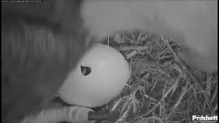 Southwest Florida Eagle- Bieliki - F23 & M15 - Kluje się 1 pisklę ! 🐣🌹🍀🥚🌹🍀18/12/2025 Floryda