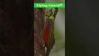 Hidden Secrets of Flying Lizard Exposed #youtubeshorts #wildlife #flyinglizard