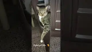 Stylish girl Alba 🐈#subscribe #shorts  #like  #viral