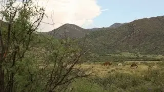 The Rangelands Partnership and the UA Libraries