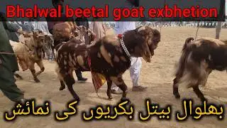 Bhalwal beetal goat exbhetion jhelum || بھلوال بیتل بکری نمائش جہلم #onlinebakramandi  #bhalwalgoat
