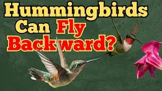 Defying Gravity: How Hummingbirds Fly Backward