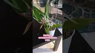Bratonia come prendersene cura #orchidea #brassia #orchid #orchidee #plants #orchidgrowing