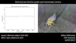 Whitefly EPG - 12.5um gold vs 2.5um platinum wire comparison