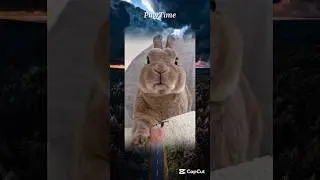 Chomp chomp... cuteness nonstop.🐰🥹💖 #rabbit #eating #cute #toocutetohandle  #foryou #shorts