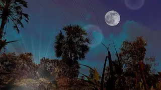 Calming Cricket ASMR | Soft Cricket Sounds and Night Wind for Stress Relief and Healing