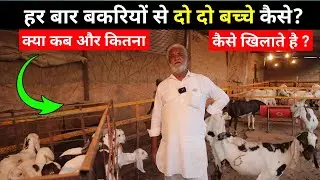 हर बार बकरियों से दो दो बच्चे कैसे? कब क्या कितना और कैसा खिलाते हैं?